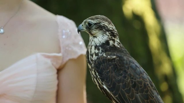 Close-up of Saker falcon. Falco cherrug. Bird of prey sitting on hand od pretty blonde