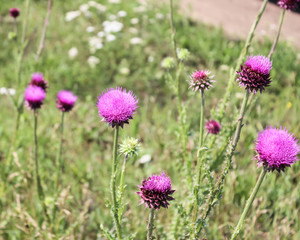 Pink flowers of a thistle.