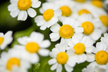 Feverfew (Tanacetum parthenium) flowers. Mass of white and yellows flowers of traditional medicinal...