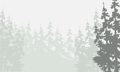 Silhouette of spruce forest