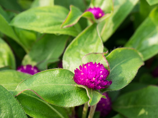 Obraz premium Globe amaranth