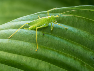 Photograph of a long legged green drumming katydid on a ribbed hosta leaf in a garden.