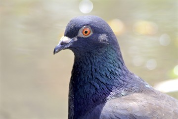 Macro of a Gray common pigeon 