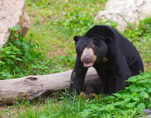 malayan sun bear or honey bear in mating season
