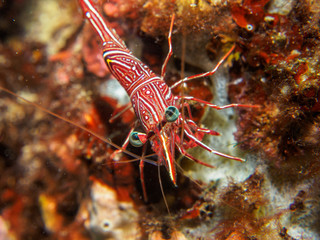 shrimp under the sea