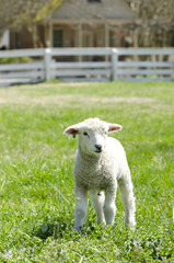 Sheep in Pasture with Fence