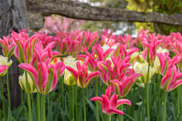 Fototapeta premium Pink and green tulips blooming in front of a rustic wood fence 