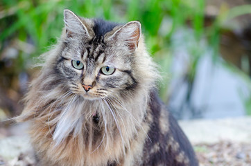 Portrait of a beautiful cat