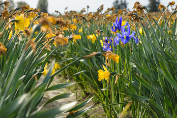 Three iris bulbs blooming in a field of spent daffodils
