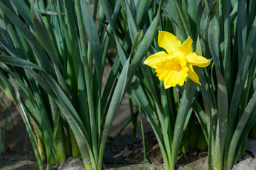Closeup of a short daffodil blooming between the stems of others in the row
