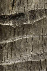 surface coconut trunk background texture