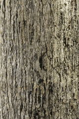 surface trunk background texture