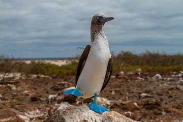 Dancing Blue Footed Boobie