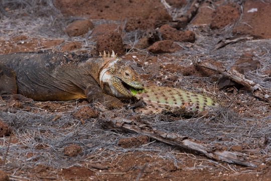 Galapagos Land Iguana Eating