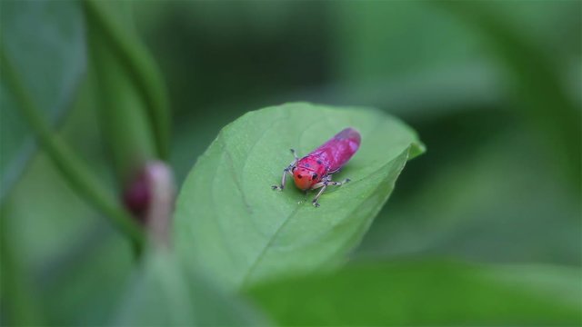 red ladybug on green fresh leaf