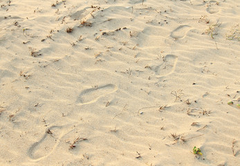 Abstract background of footprints in the sand on the beach during sunset with a beautiful golden light