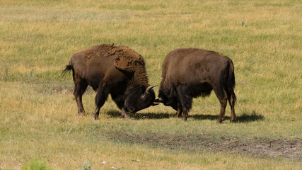 Wild Animal Buffalo Bull Males Fightning for Territory