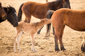 Fototapeta premium Wild Horses Collected Oregon State Horse Pony Foal Yearling