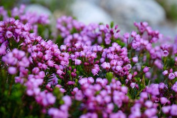 Obraz premium Purple alpine heather. Raibow mountain in Garibaldi Provincial park near Whistler, British Columbia, Canada. 