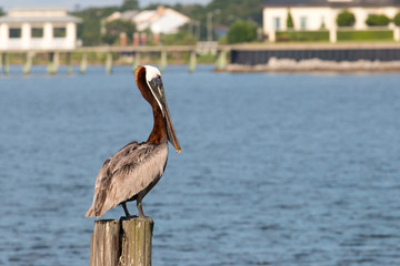 A great blue heron on a post in a boat marina.