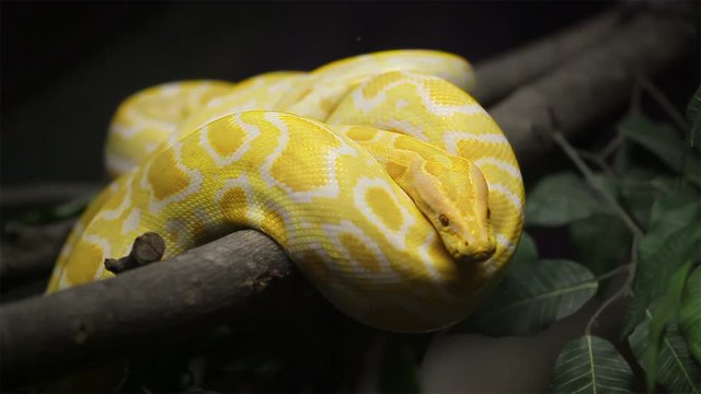 Snake, Golden Thai Python slithers on the tree