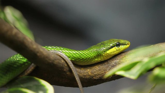Snake, Red-tailed Rat-snake on the tree