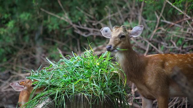 Red Deer, couple mom and baby enjoy eating green grass