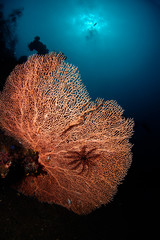 Gorgonian coral in the deep reef.