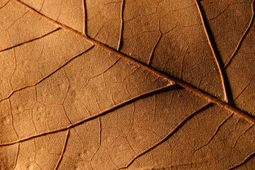 Obraz premium yellow leaf