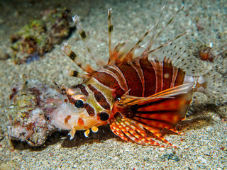 lionfish at underwater, Philippines