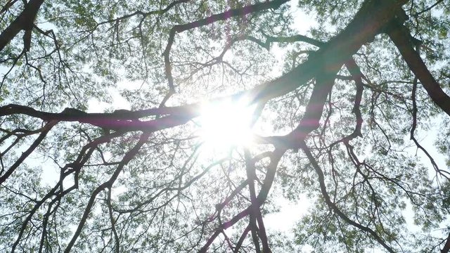 Big Mimosa tree with sunlight slider scene 