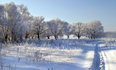 beauty of winter nature
