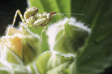 Little Praying mantis