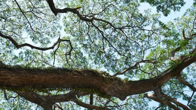 Big Mimosa tree with sunlight slider scene 