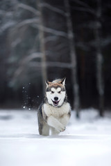 Dog breed Alaskan Malamute walking in winter