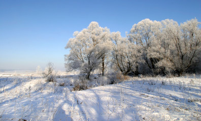 beauty of winter nature