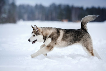 Dog breed Alaskan Malamute walking in winter