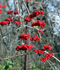 red viburnum
