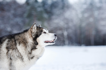 Dog breed Alaskan Malamute walking in winter