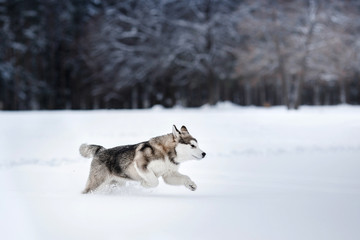 Dog breed Alaskan Malamute walking in winter