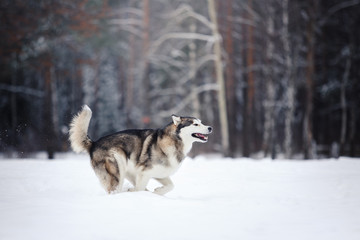 Dog breed Alaskan Malamute walking in winter