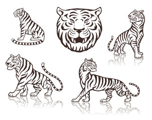 Fototapeta na wymiar Tiger head, tiger gait, tiger sitting drawings