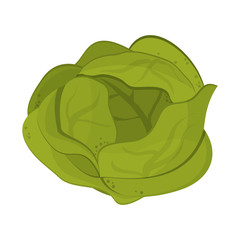 flat design whole lettuce icon vector illustration