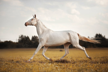 Fototapeta na wymiar White Horse Akhal-Teke