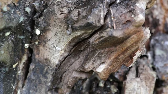 Капли воды, стекающие по коре старого дерева
