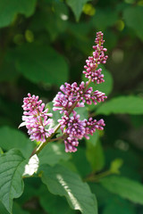 Lilac Purple Twig