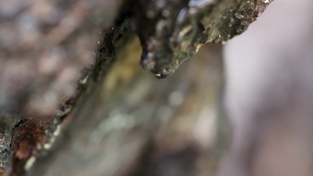 Капли воды, стекающие по коре старого дерева
