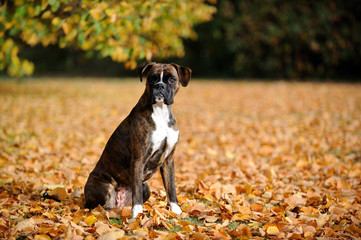 Deutscher Boxer im Park