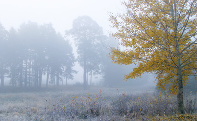 autumn fog