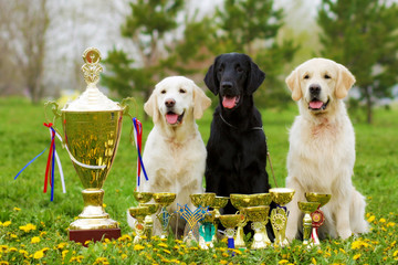 three beautiful purebred dogs Labrador Retriever and two Golden